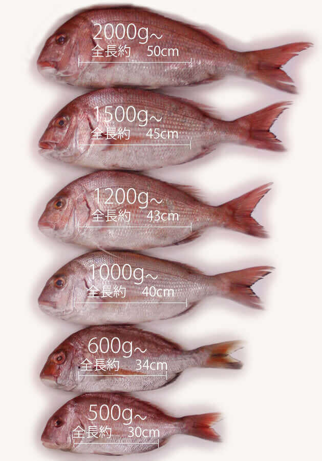 鯛のサイズ お食い初め鯛の通販は魚幸